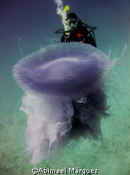 Stinging Jellyfish, Peter Island, B.V.I. by Abimael Márquez 